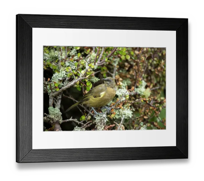Framed Print : New Zealand bellbird (Anthornis melanura) perched on lichen covered branch, Enderby Island, Auckland Islands Group, New Zealand Sub Antarctic Islands Framed Print : New Zealand bellbird (Anthornis melanura) perched on lichen covered branch, Enderby Island, Auckland Islands Group, New Zealand Sub Antarctic Islands