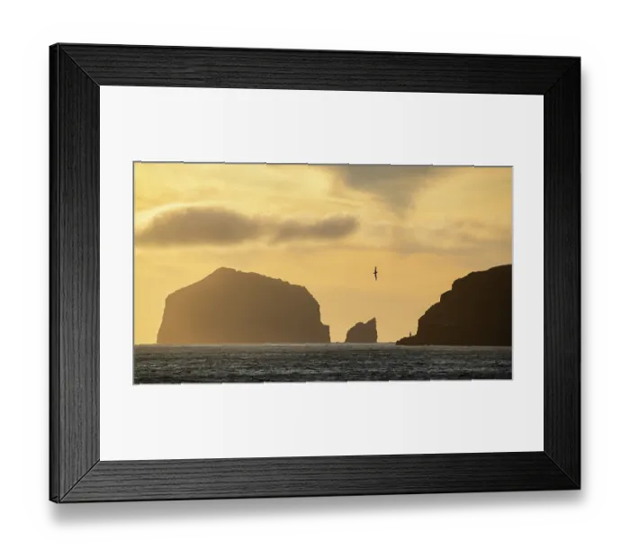 Framed Print : Southern Royal albatross (Diomedea epomophora) in flight over the ocean at sunset with islands silhouetted in background, Campbell Island, New Zealand Sub Antarctic Islands Framed Print : Southern Royal albatross (Diomedea epomophora) in flight over the ocean at sunset with islands silhouetted in background, Campbell Island, New Zealand Sub Antarctic Islands