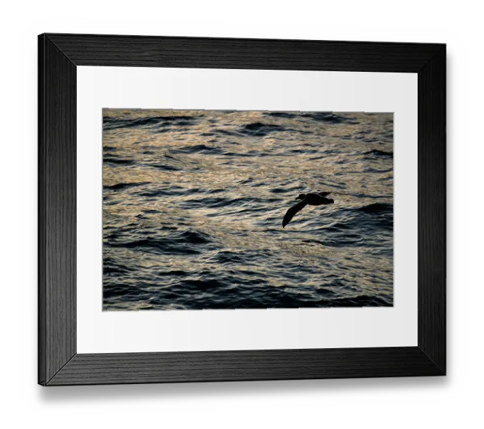 Framed Print : Northern giant petrel (Macronectes halli) flying over water in evening light, Campbell Island, New Zealand Sub Antarctic Islands, southern Pacific Ocean Framed Print : Northern giant petrel (Macronectes halli) flying over water in evening light, Campbell Island, New Zealand Sub Antarctic Islands, southern Pacific Ocean