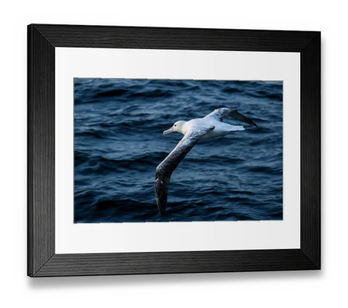 Framed Print : Southern Royal albatross (Diomedea epomophora) in flight over the ocean, Campbell Island, New Zealand Sub Antarctic Islands, southern Pacific Ocean Framed Print : Southern Royal albatross (Diomedea epomophora) in flight over the ocean, Campbell Island, New Zealand Sub Antarctic Islands, southern Pacific Ocean