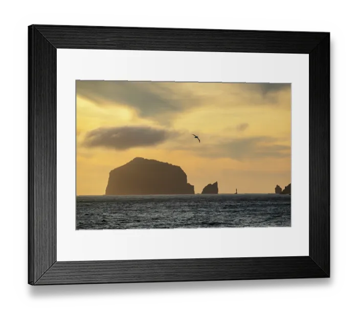 Framed Print : Southern Royal albatross (Diomedea epomophora) in flight over the ocean at sunset with islands silhouetted in background, Campbell Island, New Zealand Sub Antarctic Islands