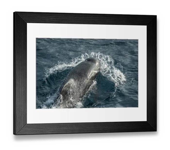 Framed Print : Long-finned pilot whale (Globicephala melas) surfacing, South Pacific Ocean Framed Print : Long-finned pilot whale (Globicephala melas) surfacing, South Pacific Ocean