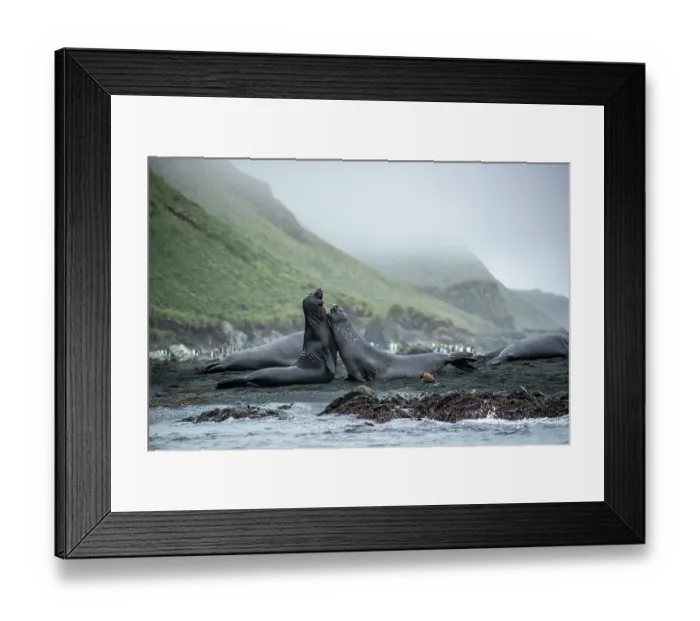 Framed Print : Two Southern elephant seals (Mirounga leonina) juvenile males, sparring on the shore, Macquarie Island, Australian Sub Antarctic Island Framed Print : Two Southern elephant seals (Mirounga leonina) juvenile males, sparring on the shore, Macquarie Island, Australian Sub Antarctic Island