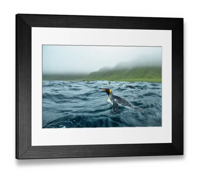 Framed Print : King penguins (Aptenodytes patagonicus) in the water off Macquarie Island, Australian Sub Antarctic Island, southwest Pacific Ocean Framed Print : King penguins (Aptenodytes patagonicus) in the water off Macquarie Island, Australian Sub Antarctic Island, southwest Pacific Ocean