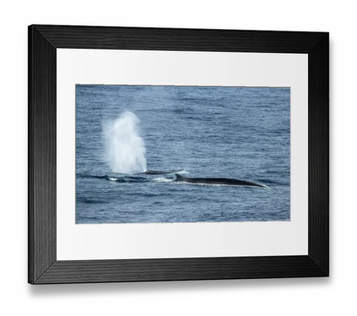 Framed Print : Two Fin whales (Balaenoptera physalus) surfacing, Southern Ocean, south off New Zealand on route to Antarctica Framed Print : Two Fin whales (Balaenoptera physalus) surfacing, Southern Ocean, south off New Zealand on route to Antarctica