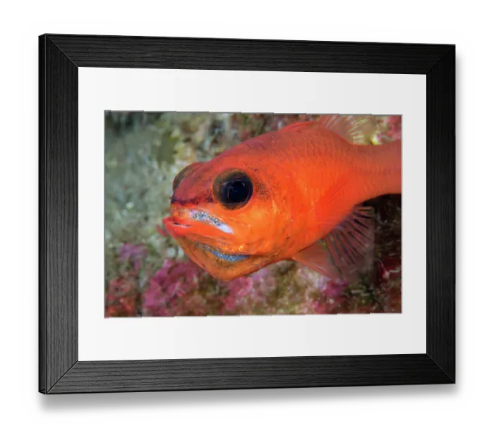 Framed Print : Cardinalfish (Apogon imberbis) male, mouth brooding, portrait, Tenerife, Canary Islands, Atlantic Ocean Framed Print : Cardinalfish (Apogon imberbis) male, mouth brooding, portrait, Tenerife, Canary Islands, Atlantic Ocean