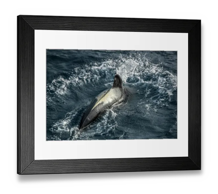 Framed Print : Long-finned pilot whale (Globicephala melas) surfacing, South Pacific Ocean Framed Print : Long-finned pilot whale (Globicephala melas) surfacing, South Pacific Ocean