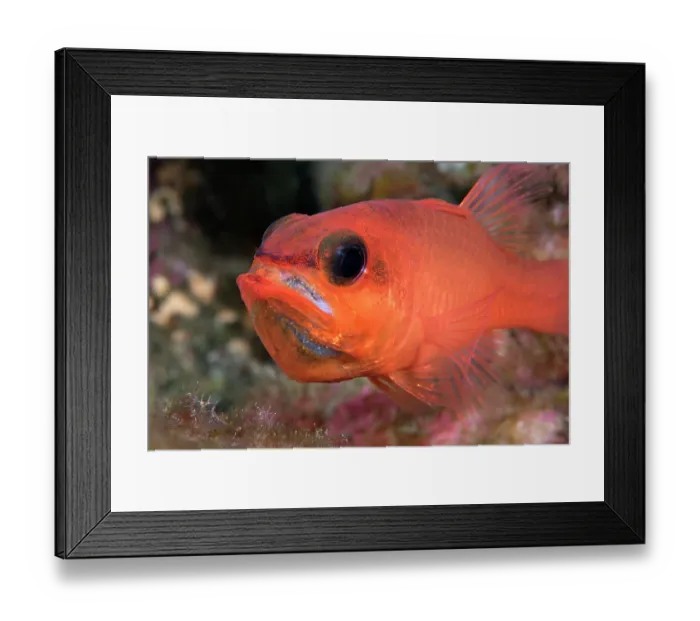 Framed Print : Cardinalfish (Apogon imberbis) male, mouth brooding, portrait, Tenerife, Canary Islands, Atlantic Ocean