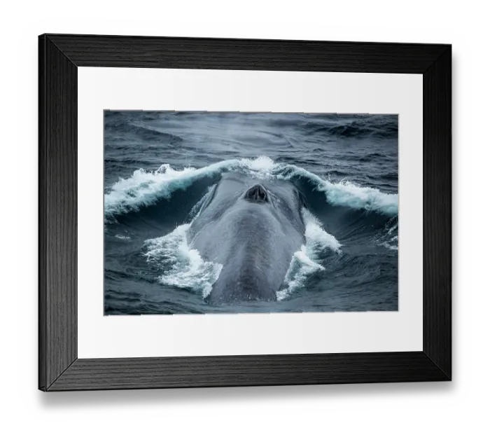 Framed Print : Blue whale (Balaenoptera musculus) breathing at the water surface, Southern Ocean, south of New Zealand on route to Antarctica. Endangered Framed Print : Blue whale (Balaenoptera musculus) breathing at the water surface, Southern Ocean, south of New Zealand on route to Antarctica. Endangered