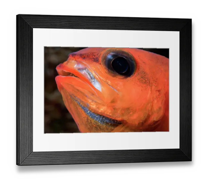 Framed Print : Cardinalfish (Apogon imberbis) male, mouth brooding, close up head portrait, Tenerife, Canary Islands, Atlantic Ocean Framed Print : Cardinalfish (Apogon imberbis) male, mouth brooding, close up head portrait, Tenerife, Canary Islands, Atlantic Ocean