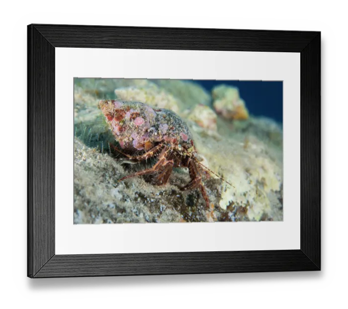 Framed Print : Hermit crab (Pagurus-anachoretus) portrait, Tenerife, Canary Islands, Atlantic Ocean Framed Print : Hermit crab (Pagurus-anachoretus) portrait, Tenerife, Canary Islands, Atlantic Ocean