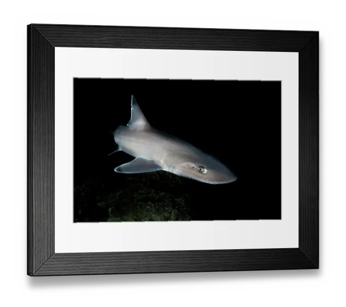 Framed Print : Common smooth-hound (Mustelus mustelus) female, portrait, Tenerife, Canary Islands, Atlantic Ocean Framed Print : Common smooth-hound (Mustelus mustelus) female, portrait, Tenerife, Canary Islands, Atlantic Ocean