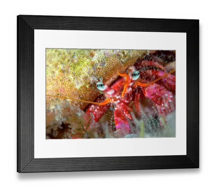 Framed Print : Hermit crab (Pagurus anachoretus) portrait, Tenerife, Canary Islands, Atlantic Ocean Framed Print : Hermit crab (Pagurus anachoretus) portrait, Tenerife, Canary Islands, Atlantic Ocean