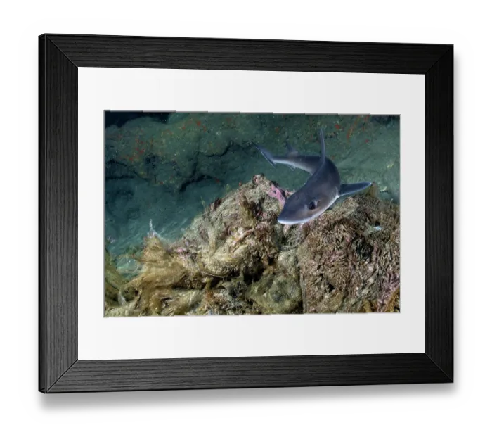 Framed Print : Common smooth-hound (Mustelus mustelus) swimming over rubbish (plastics and pieces of ropes) on the seabed, Tenerife, Canary Islands, Atlantic Ocean Framed Print : Common smooth-hound (Mustelus mustelus) swimming over rubbish (plastics and pieces of ropes) on the seabed, Tenerife, Canary Islands, Atlantic Ocean