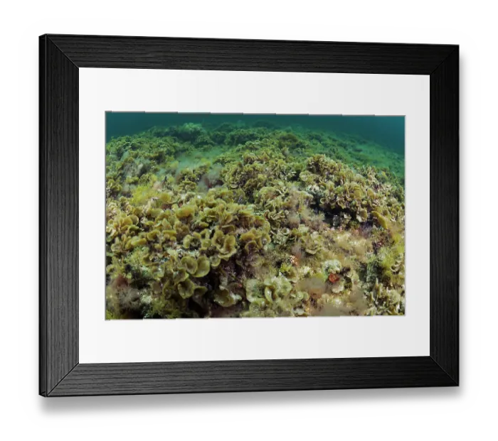 Framed Print : Various species of algae, (predominately Lobophora variegata), on seabed at a depth of about 3 metres, Fuerteventura, Canary Islands, Atlantic Ocean Framed Print : Various species of algae, (predominately Lobophora variegata), on seabed at a depth of about 3 metres, Fuerteventura, Canary Islands, Atlantic Ocean