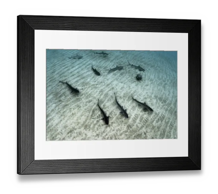 Framed Print : Group of Common smooth-hound (Mustelus mustelus) females, swimming in shallow water, approaching the coast to reproduce, Tenerife, Canary Islands, Atlantic Ocean Framed Print : Group of Common smooth-hound (Mustelus mustelus) females, swimming in shallow water, approaching the coast to reproduce, Tenerife, Canary Islands, Atlantic Ocean