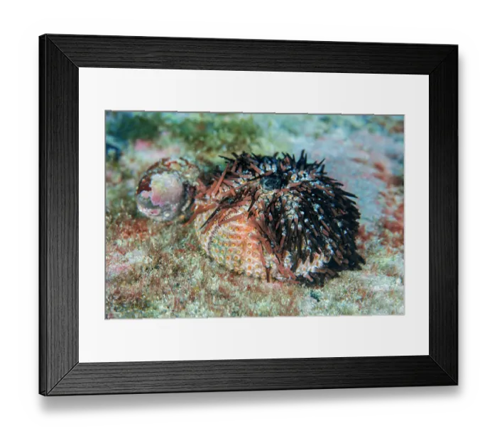 Framed Print : Dead Purple sea urchin (Sphaerechinus granularis) on seabed Framed Print : Dead Purple sea urchin (Sphaerechinus granularis) on seabed