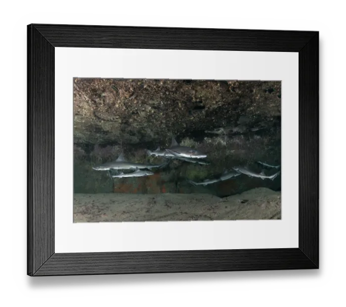 Framed Print : Group of Common smooth-hound (Mustelus mustelus) females, congregating in shallow coastal waters to reproduce, Tenerife, Canary Islands, Atlantic Ocean Framed Print : Group of Common smooth-hound (Mustelus mustelus) females, congregating in shallow coastal waters to reproduce, Tenerife, Canary Islands, Atlantic Ocean