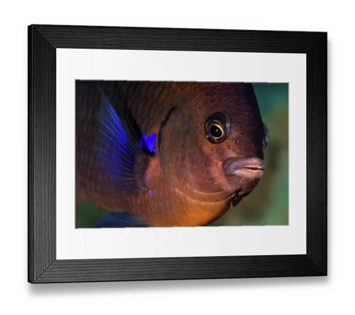 Framed Print : Blue-fin damselfish (Abudefduf luridus) head portrait, Tenerife, Canary Islands, Atlantic Ocean