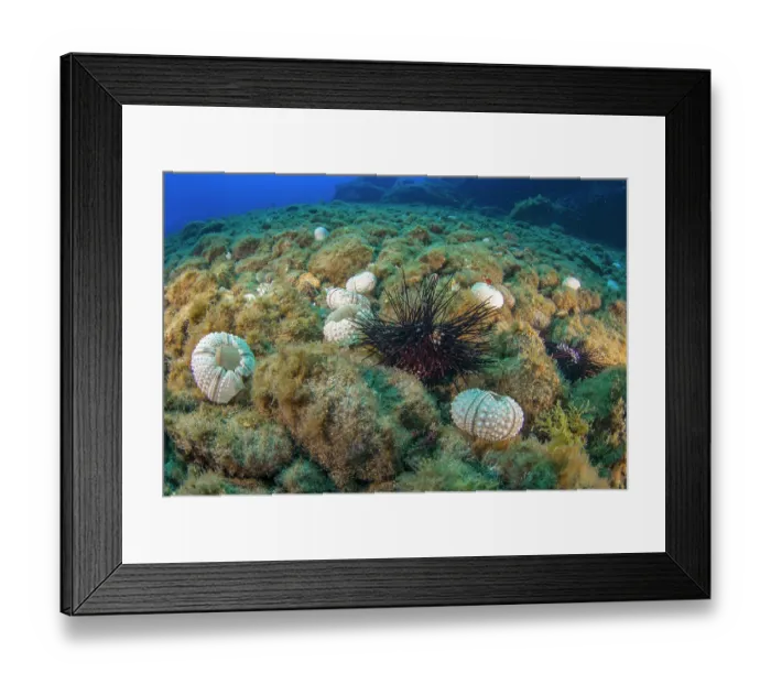 Framed Print : Dead Long-spined sea urchins (Diadema africanum) on seabed Framed Print : Dead Long-spined sea urchins (Diadema africanum) on seabed