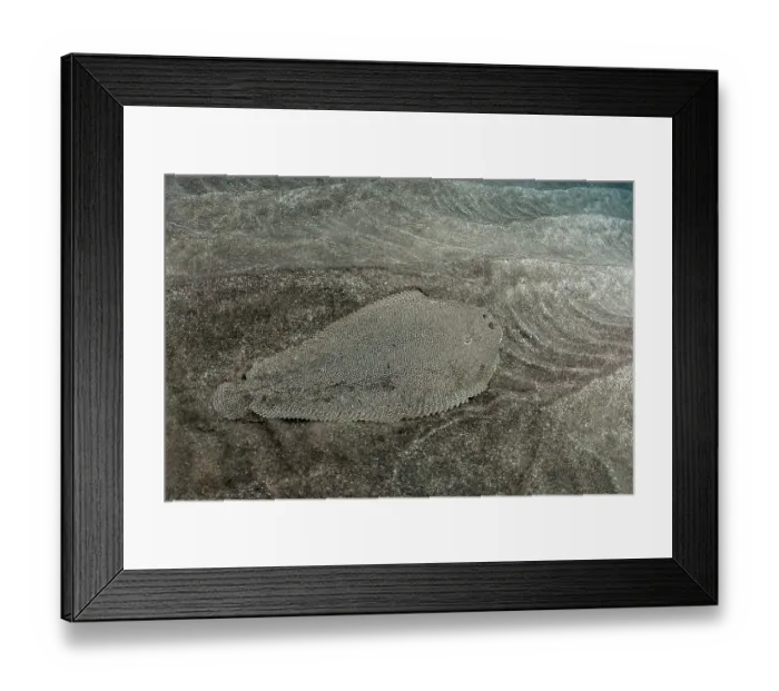 Framed Print : Bastard sole (Microchirus azevia) camouflaged on seabed, Tenerife, Canary Islands, Atlantic Ocean Framed Print : Bastard sole (Microchirus azevia) camouflaged on seabed, Tenerife, Canary Islands, Atlantic Ocean