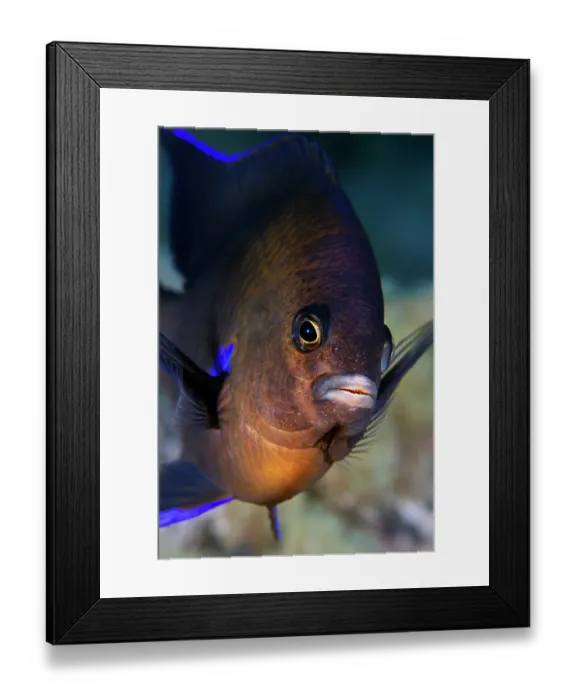 Framed Print : Blue-fin damselfish (Abudefduf luridus) portrait, Tenerife, Canary Islands, Atlantic Ocean Framed Print : Blue-fin damselfish (Abudefduf luridus) portrait, Tenerife, Canary Islands, Atlantic Ocean