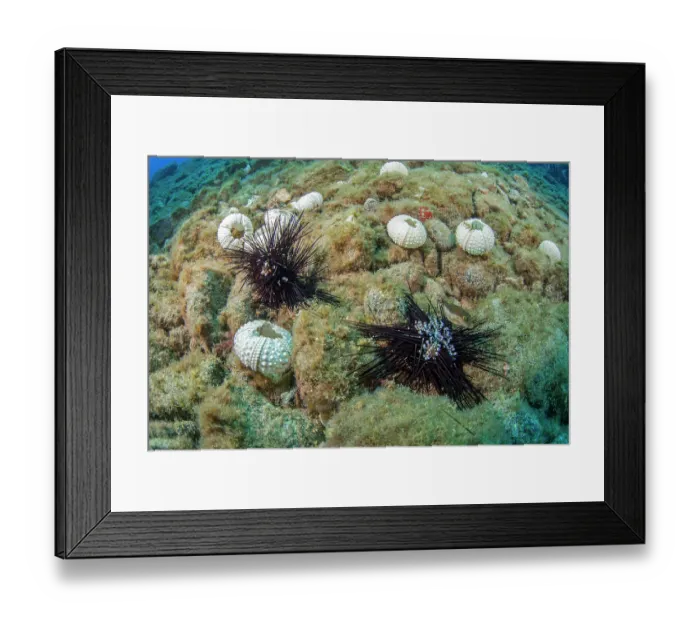 Framed Print : Dead Long-spined sea urchins (Diadema africanum) on seabed Framed Print : Dead Long-spined sea urchins (Diadema africanum) on seabed