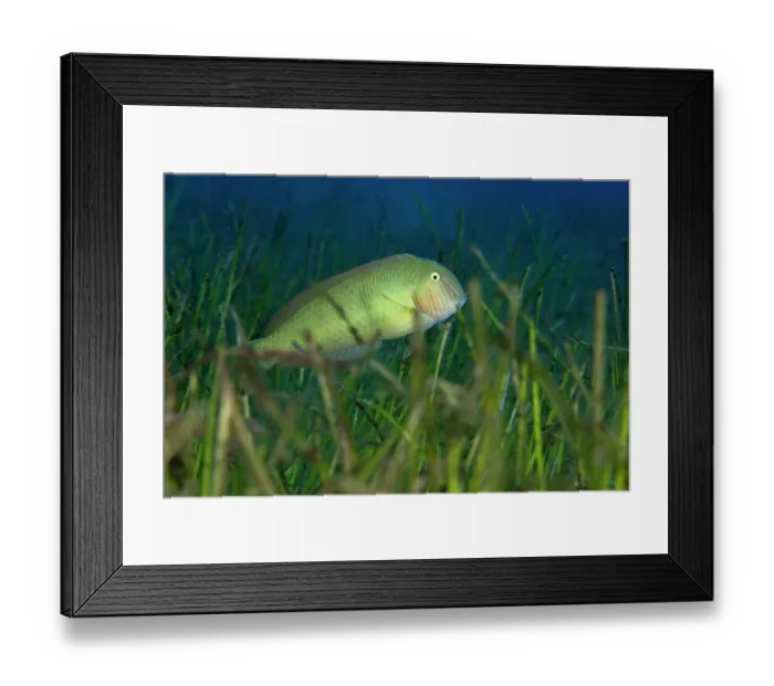 Framed Print : Pearly razorfish (Xyrichthys novacula) swimming among Little Neptune grass (Cymodocea nodosa) on the seabed, Tenerife, Canary Islands, Atlantic Ocean Framed Print : Pearly razorfish (Xyrichthys novacula) swimming among Little Neptune grass (Cymodocea nodosa) on the seabed, Tenerife, Canary Islands, Atlantic Ocean
