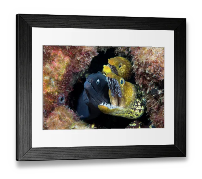 Framed Print : Black moray (Muraena augusti) and two Tiger morays (Enchelycore anatina) peering out from hole in rocks with mouth open wide, Tenerife, Canary Islands, Atlantic Ocean Framed Print : Black moray (Muraena augusti) and two Tiger morays (Enchelycore anatina) peering out from hole in rocks with mouth open wide, Tenerife, Canary Islands, Atlantic Ocean