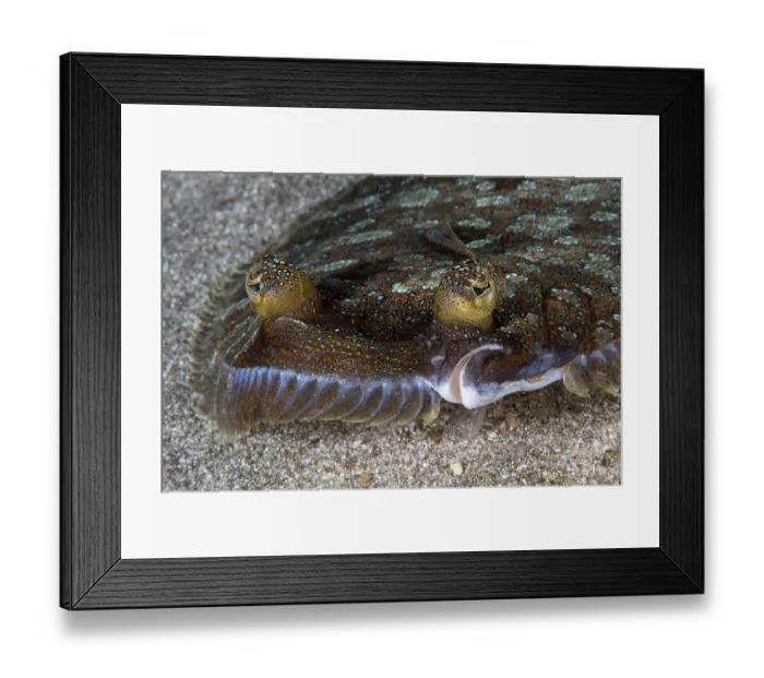 Framed Print : Wide-eyed flounder (Bothus podas) head portrait, Tenerife, Canary Islands, Atlantic Ocean Framed Print : Wide-eyed flounder (Bothus podas) head portrait, Tenerife, Canary Islands, Atlantic Ocean