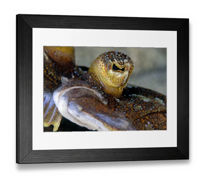 Framed Print : Wide-eyed flounder (Bothus podas) mouth and eye detail, Tenerife, Canary Islands, Atlantic Ocean Framed Print : Wide-eyed flounder (Bothus podas) mouth and eye detail, Tenerife, Canary Islands, Atlantic Ocean