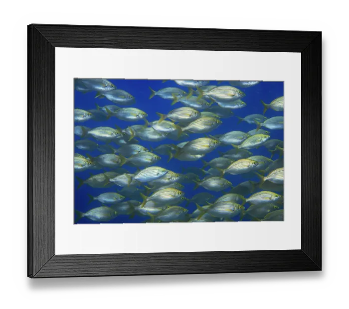 Framed Print : Salema porgy (Sarpa salpa) shoal, Tenerife, Canary Islands, Atlantic Ocean Framed Print : Salema porgy (Sarpa salpa) shoal, Tenerife, Canary Islands, Atlantic Ocean