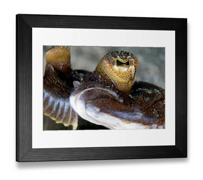 Framed Print : Wide-eyed flounder (Bothus podas) mouth and eye detail, Tenerife, Canary Islands, Atlantic Ocean Framed Print : Wide-eyed flounder (Bothus podas) mouth and eye detail, Tenerife, Canary Islands, Atlantic Ocean