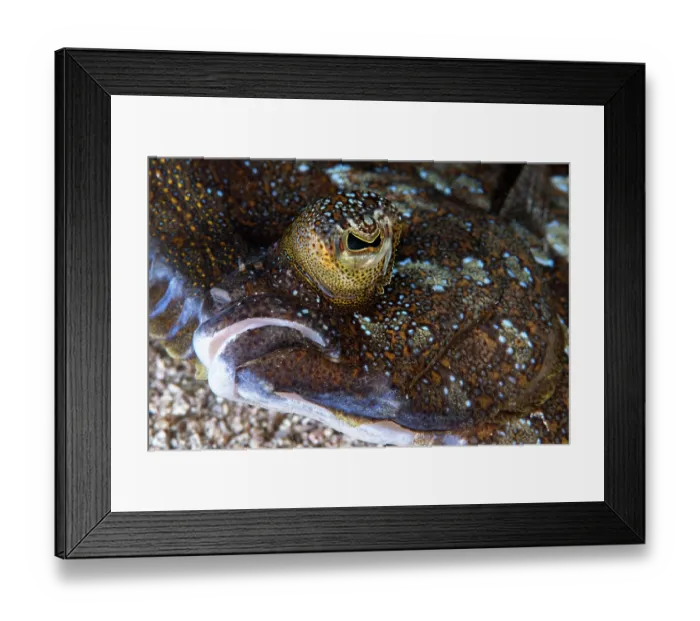 Framed Print : Wide-eyed flounder (Bothus podas) mouth and eye detail, Tenerife, Canary Islands, Atlantic Ocean Framed Print : Wide-eyed flounder (Bothus podas) mouth and eye detail, Tenerife, Canary Islands, Atlantic Ocean