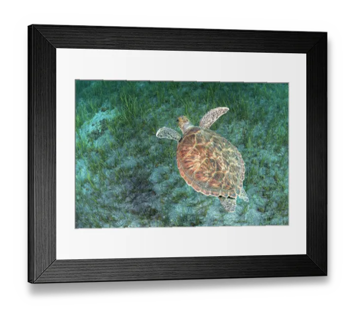Framed Print : Green sea turtle (Chelonia mydas) swimming over Little Neptune grass (Cymodocea nodosa) on the seabed, Tenerife, Atlantic Ocean. Endangered Framed Print : Green sea turtle (Chelonia mydas) swimming over Little Neptune grass (Cymodocea nodosa) on the seabed, Tenerife, Atlantic Ocean. Endangered