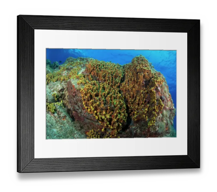 Framed Print : Golden sponge (Verongia aerophoba) growing on rocks, Tenerife, Canary Islands, Atlantic Ocean