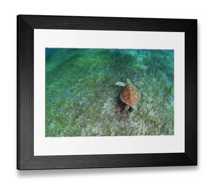 Framed Print : Green sea turtle (Chelonia mydas) swimming over Little Neptune grass (Cymodocea nodosa) on the seabed, Tenerife, Atlantic Ocean. Endangered Framed Print : Green sea turtle (Chelonia mydas) swimming over Little Neptune grass (Cymodocea nodosa) on the seabed, Tenerife, Atlantic Ocean. Endangered