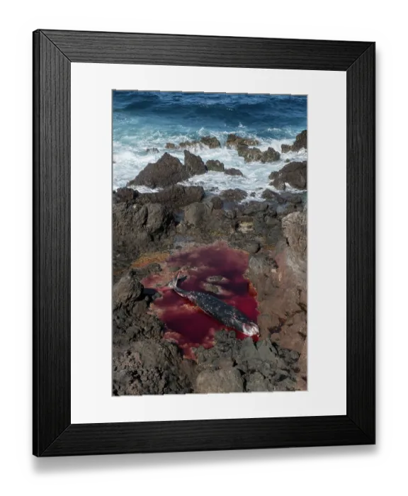 Framed Print : Dead female Cuvier's beaked whale (Ziphius cavirostris). stranded among rocks on the south east coast of Tenerife, Punta de Abona, Tenerife, Canary Islands. July, 2023 Framed Print : Dead female Cuvier's beaked whale (Ziphius cavirostris). stranded among rocks on the south east coast of Tenerife, Punta de Abona, Tenerife, Canary Islands. July, 2023