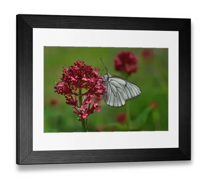 Framed Print : Black-veined white butterfly (Aporia crataegi) nectaring on pink flower, Vendee, France. May Framed Print : Black-veined white butterfly (Aporia crataegi) nectaring on pink flower, Vendee, France. May