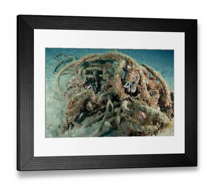 Framed Print : Common octopus (Octopus vulgaris) hiding among algae covered rubbish on seabed, Tenerife, Canary Islands, Atlantic Ocean