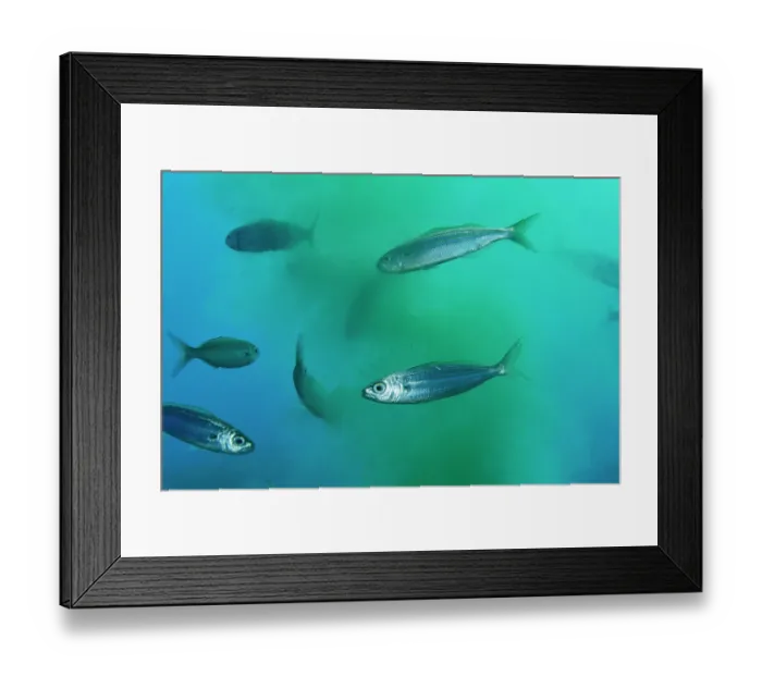 Framed Print : Bogues (Boops boops) feeding around outlet of purified water in a submarine outfall, Tenerife, Canary Islands, Atlantic Ocean Framed Print : Bogues (Boops boops) feeding around outlet of purified water in a submarine outfall, Tenerife, Canary Islands, Atlantic Ocean