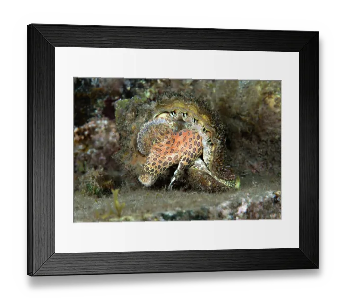 Framed Print : Hairy triton (Monoplex parthenopeus) on seabed, Tenerife, Canary Islands, Atlantic Ocean Framed Print : Hairy triton (Monoplex parthenopeus) on seabed, Tenerife, Canary Islands, Atlantic Ocean