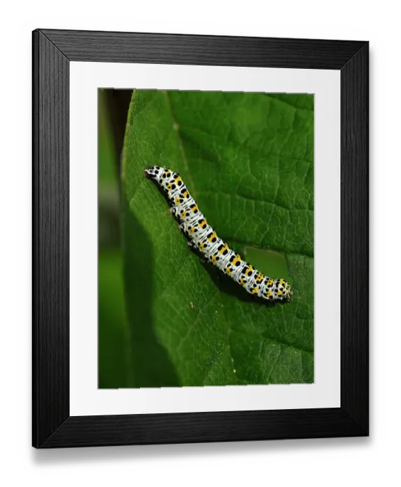 Framed Print : Water betony moth (Shargacucullia scrophulariae) caterpillar on a leaf, Vendee, France. May Framed Print : Water betony moth (Shargacucullia scrophulariae) caterpillar on a leaf, Vendee, France. May
