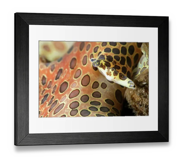 Framed Print : Hairy triton (Monoplex parthenopeus) on seabed, close up, Tenerife, Canary Islands, Atlantic Ocean Framed Print : Hairy triton (Monoplex parthenopeus) on seabed, close up, Tenerife, Canary Islands, Atlantic Ocean