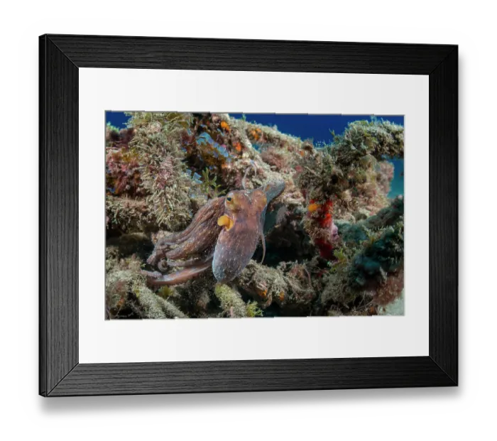 Framed Print : Common octopus (Octopus vulgaris) hiding among algae covered rubbish on seabed, Tenerife, Canary Islands, Atlantic Ocean