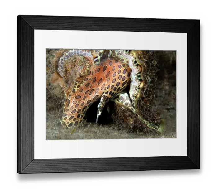 Framed Print : Hairy triton (Monoplex parthenopeus) on seabed, Tenerife, Canary Islands, Atlantic Ocean Framed Print : Hairy triton (Monoplex parthenopeus) on seabed, Tenerife, Canary Islands, Atlantic Ocean