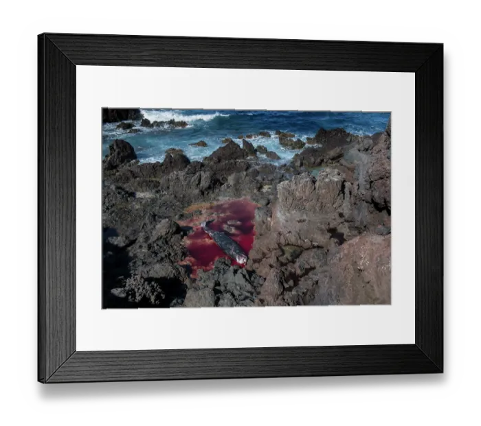 Framed Print : Dead female Cuvier's beaked whale (Ziphius cavirostris). stranded among rocks on the south east coast of Tenerife, Punta de Abona, Tenerife, Canary Islands. July, 2023 Framed Print : Dead female Cuvier's beaked whale (Ziphius cavirostris). stranded among rocks on the south east coast of Tenerife, Punta de Abona, Tenerife, Canary Islands. July, 2023