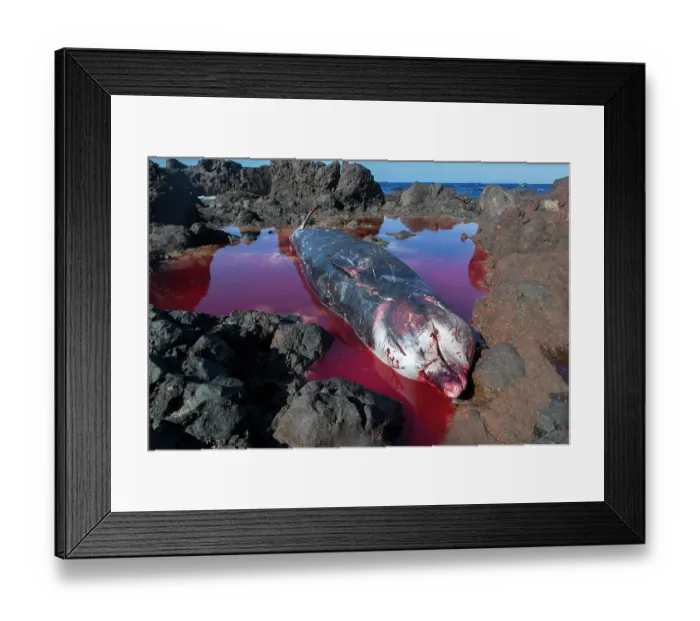 Framed Print : Dead female Cuvier's beaked whale (Ziphius cavirostris). stranded among rocks on the south east coast of Tenerife, Punta de Abona, Tenerife, Canary Islands. July, 2023 Framed Print : Dead female Cuvier's beaked whale (Ziphius cavirostris). stranded among rocks on the south east coast of Tenerife, Punta de Abona, Tenerife, Canary Islands. July, 2023