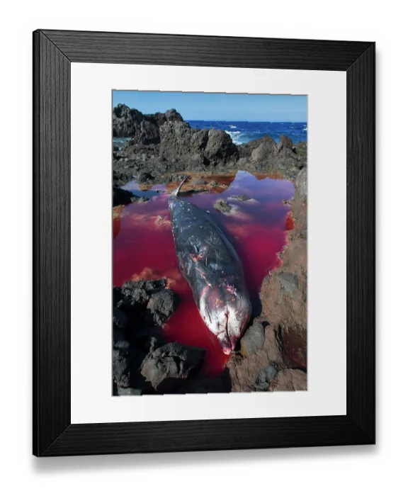 Framed Print : Dead female Cuvier's beaked whale (Ziphius cavirostris). stranded among rocks on the south east coast of Tenerife, Punta de Abona, Tenerife, Canary Islands. July, 2023 Framed Print : Dead female Cuvier's beaked whale (Ziphius cavirostris). stranded among rocks on the south east coast of Tenerife, Punta de Abona, Tenerife, Canary Islands. July, 2023