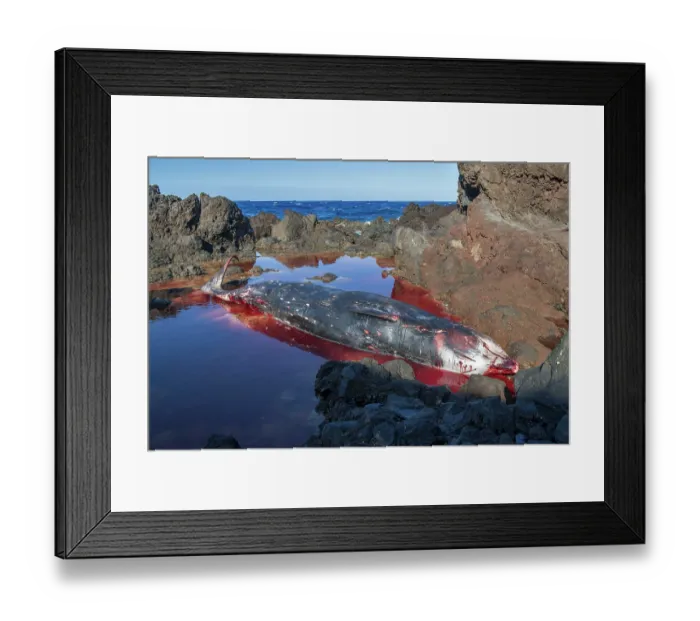 Framed Print : Dead female Cuvier's beaked whale (Ziphius cavirostris). stranded among rocks on the south east coast of Tenerife, Punta de Abona, Tenerife, Canary Islands. July, 2023 Framed Print : Dead female Cuvier's beaked whale (Ziphius cavirostris). stranded among rocks on the south east coast of Tenerife, Punta de Abona, Tenerife, Canary Islands. July, 2023